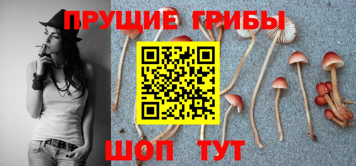 Дубна  магазин    Вход с VPN  Галлюциногенные грибы Cubensis  Галлюциногенные грибы мицелий 